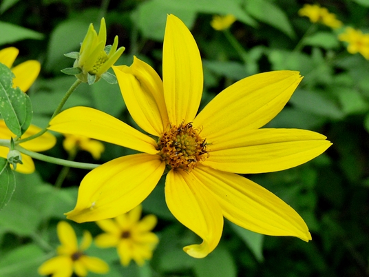 {Helianthus strumosus}